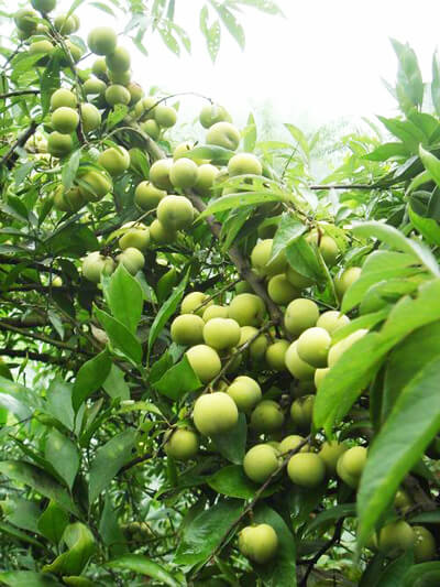 江安大白李基地土壤修復(fù)項(xiàng)目