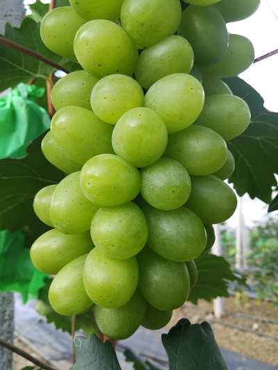 投資農(nóng)副產(chǎn)品項(xiàng)目